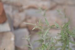 Pogostemon myosuroides